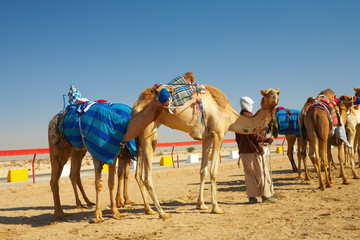 Robot camel racing