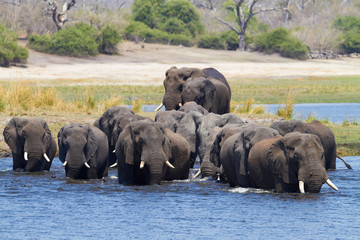 Fototapeta na wymiar Słonie afrykańskie