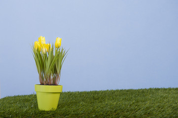 yellow crocus on grass field