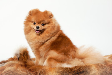 Pomeranian puppy on white gradient background