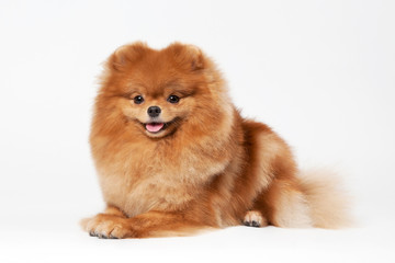 Obraz premium Pomeranian puppy on white gradient background