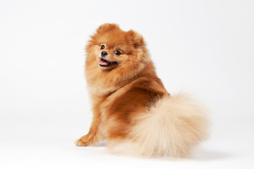 Pomeranian puppy on white gradient background - obrazy, fototapety, plakaty