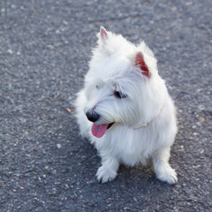 westie dog