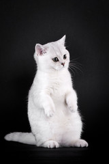Britisch Kurzhaar Kitten, sitzend, schwarzer Hintergrund