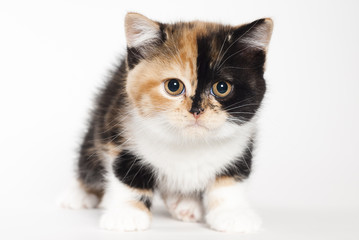 Britisch Kurzhaar Kitten, dreifarbig, weißer Hintergrund