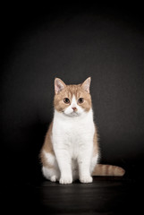 Fototapeta na wymiar Britisch Kurzhaar Katze, rotweiß, schwarzer Hintergrund
