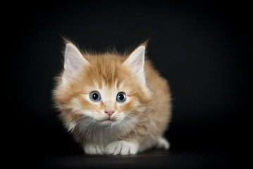 Norwegische Waldkatze, Kitten, schwarzer Hintergrund