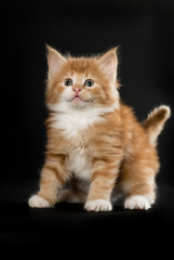 Norwegische Waldkatze, Kitten, stehend, frontal