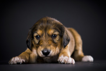 Saluki, Welpe, 5 Wochen, liegend