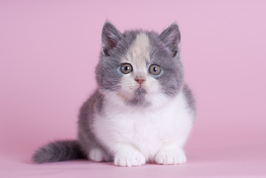 Britisch Kurzhaar Kitten, Tortie, frontal, sitzend