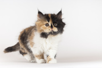 Britisch Langhaar, Kitten, stehend, frontal