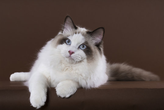 Ragdoll Kater, liegend, Blick in die Kamera