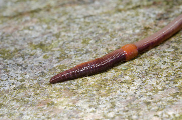 Regenwurm Kopfende, Gehweg (makro)