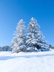 Winter in alps