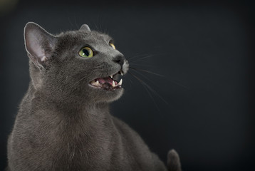 Russisch Blau Katze, seitl. Kopfportrait, miauend