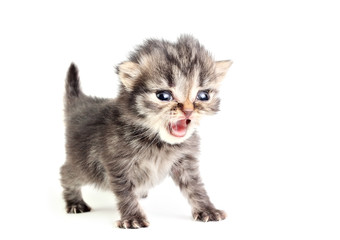 Little kitten