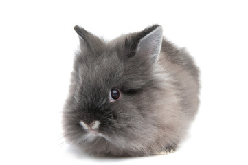 Obraz premium Small black bunny isolated on white background
