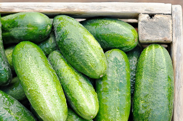 cucumbers