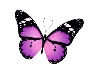 Violet butterfly, isolated on white