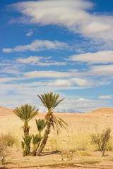 palms in the Sahara desert