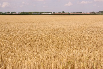 A wheat field near a village in summer