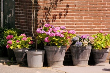 Flowering hortensia plants in buckets in the street