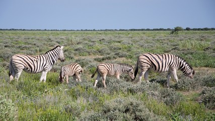Fototapeta na wymiar Rodzina Zebry w Etosha Burchell w Park, Namibia