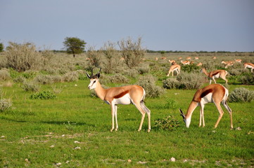 Springboks in Etosha Park, Namibia
