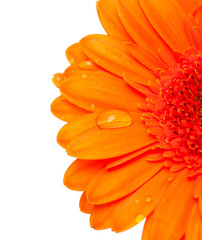 orange gerber flower with water drops