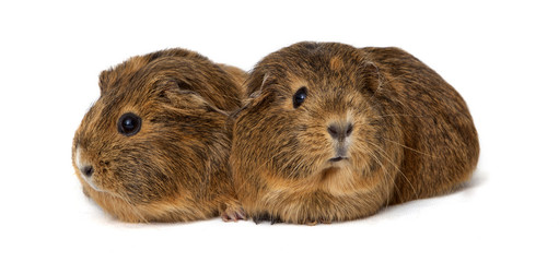Guinea pig