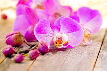 Orchideen auf Holzuntergrund