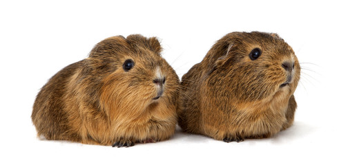 Guinea pig