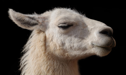 Lama © Light Impression