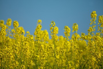 Rapeseed
