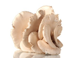 oyster mushrooms isolated on white
