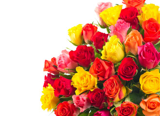 colorful assorted roses on white background