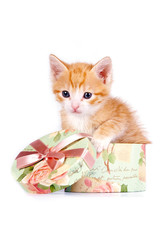 Red kitten in a gift box
