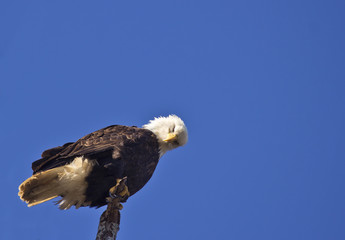 Perched Bald Eagle