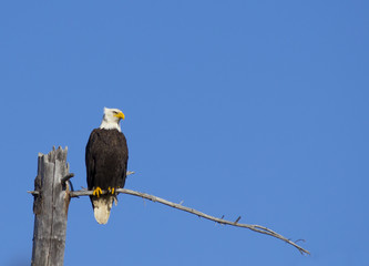 Perched Bald Eagle