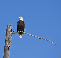Perched Bald Eagle