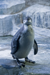 Naklejka premium Penguin