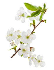 blooming cherry branch