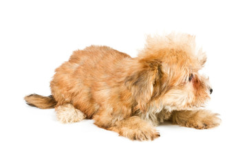 Puppy yorkshire terrier on the white background