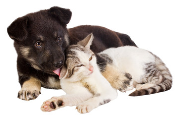 puppy and cat - 39297093