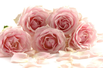 Fototapeta na wymiar Macro of pink rose with petal