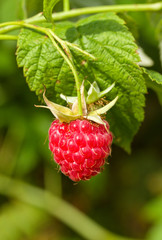 branch of ripe raspberry