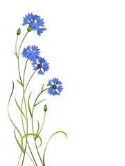 blue cornflower bouquet pattern isolated - obrazy, fototapety, plakaty