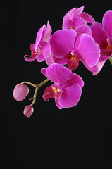 Red orchid on black background