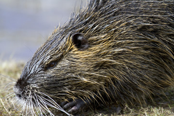 nutria - Myocastor coypus