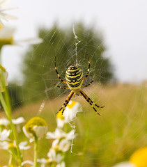 spider with web